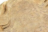 Ordovician Cephalopod (Gonioceras) Section - Wisconsin #214261-1